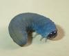 Athalia sp.